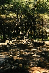 Necròpolis del Coll del Moro. Sector Camp Teuler (3)