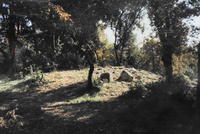Bosc de Can Verdaguer (1)