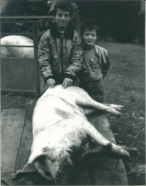 [Segon certamen fotogràfic d’etnografia “Tradició Viva”, 1992 : criatures posant amb un porc sacrificat durant lamatança del porc]