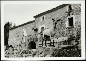[Reportatge fotogràfic sobre els masos de les Alberes : cabres a l'entrada d'una masia]