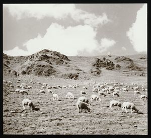 [Ramat d'ovelles en pastura d'alta muntanya a la Vall d'Àneu]