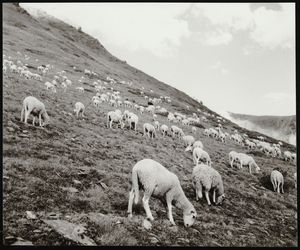 [Ramat d'ovelles pasturant a la Vall d'Àneu]