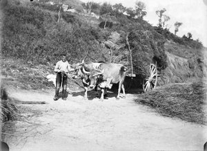 Carro carregat de garbes camí de l'era durant la batuda del gra a la masia la Ginebreda, a Castellterçol