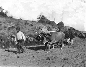 Pagès rastellant amb una parella de bous els camps de la masia la Ginebrerda, a Castellterçol