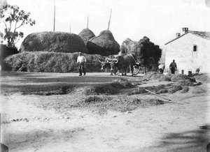 Carro carregat de garbes arribant a l'era durant la batuda del gra a la masia la Ginebreda, a Castellterçol