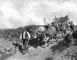 Carro de bous avançant per un camí dels terrenys de la masia la Ginebreda, a Castellterçol