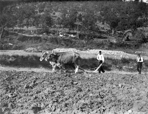 Pagès llaurant amb una parella de bous els camps de la masia la Ginebreda, a Castellterçol