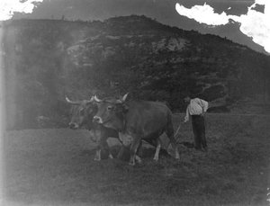 Pagès llaurant amb una parella de bous [els camps de la masia la Ginebreda], a Castellterçol