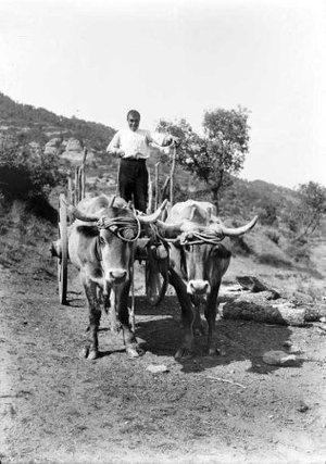 Carro de bous als terrenys de la masia la Ginebreda, a Castellterçol