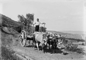 Carro de bous als terrenys de la masia la Ginebreda, a Castellterçol.