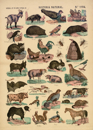 Historia natural [Animals diversos]