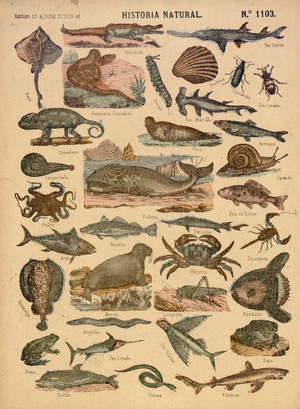 Historia natural [Rèptils, peixos i insectes]