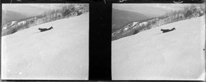 Excursionista estirat sobre la neu, al Montseny