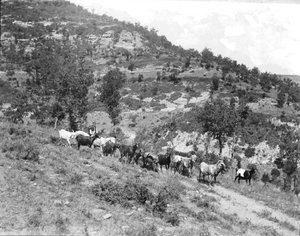 Ramat de cabres pasturant als terrenys de la masia la Ginebreda, a Castellterçol