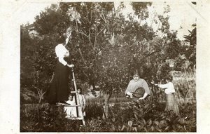 Dones collint fruita a l'hort de Can Ponçgem, a la Palma de Cervelló.
