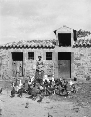 Pagesa alimentant unes gallines [a la masia la Ginebreda], a Castellterçol