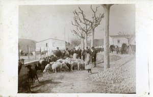 Ramat d'ovelles i cabres a un carrer de Sant Vicenç dels Horts.