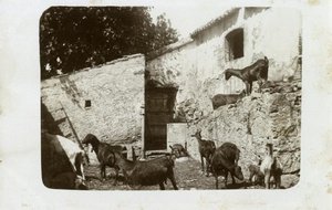 Cabres a Can Ponçgem, a la Palma de Cervelló.