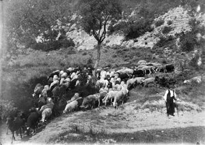 Ramat d'ovelles i cabres als terrenys de la maria la Ginebreda, a Castellterçol.