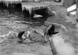Lleons marins al zoo de Barcelona.