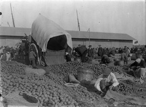 Mercat de taronges a l'aire lliure, al port de Barcelona