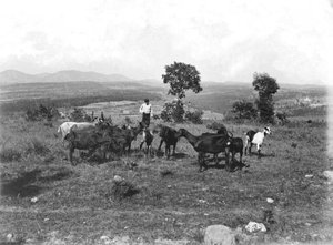 Cabres pasturant als terrenys de la masia la Ginebreda, a Castellterçol