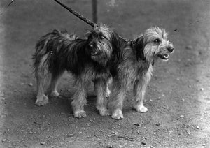 Gossos a un concurs caní a Barcelona
