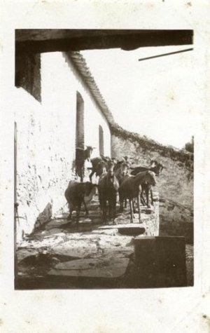 Cabres a Can Ponçgem, a la Palma de Cervelló.