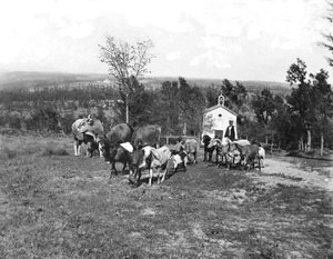 Ramat de cabres i vedells pasturant als camps de la masia la Ginebreda, a Castellterçol