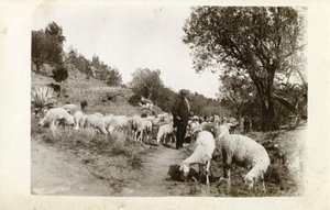 Ovelles pasturant a Can Ponçgem, a la Palma de Cervelló.