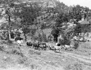 Ramat de cabres pasturant als terrenys de la masia la Ginebreda, a Castellterçol