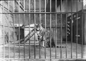 Tigre al zoològic del parc de la Ciutadella, a Barcelona.