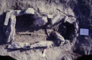 Camp de l'Alzina. Memòria de l'excavació arqueològica d'urgència de l'any 1989.