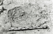 Memòria dels treballs d'excavació desenvolupats al jaciment protohistòric del Barranc de Sant Antoni (Ginestar, Ribera d'Ebre) durant la campanya de 1994