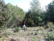 Memòria de la prospecció arqueològica en el terme de Figuerola del Camp