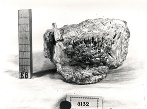 Mandibula humana de neanderal.
